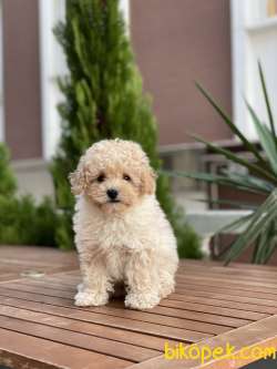 Toy Poodlle Bebekler 1