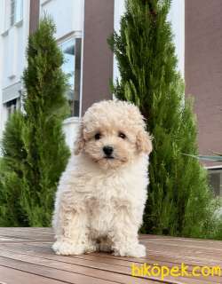 Toy Poodlle Bebekler 2