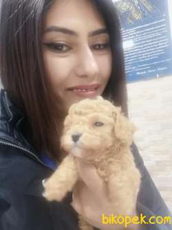 Toy Poodlle Yavrularimiz 5