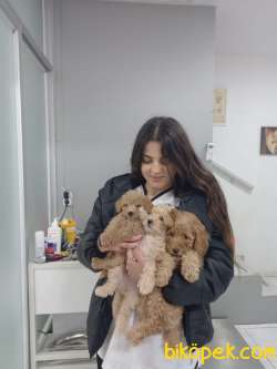 Toy Poodlle Yavrularimiz 1
