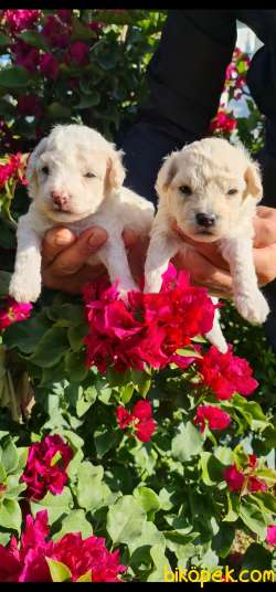 Toy Poudle Orjinal Yavrular Ailenizin Köpeği 3
