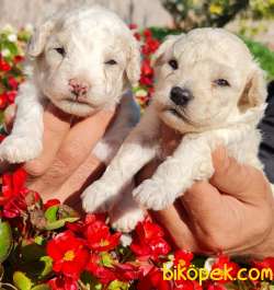 Toy Poudle Orjinal Yavrular Ailenizin Köpeği 1