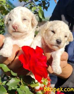 Toy Poudle Orjinal Yavrular Ailenizin Köpeği 4