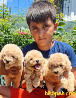 Toy Poudle Orjinal Yavrular Ailenizin Köpeği 5