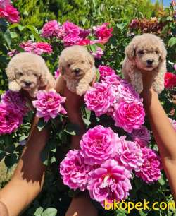 Toy Poudle Orjinal Yavrular Ailenizin Köpeği 1