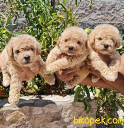 Toy Poudle Orjinal Yavrular Ailenizin Köpeği 2