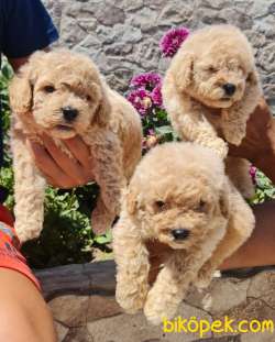 Toy Poudle Orjinal Yavrular Ailenizin Köpeği 3