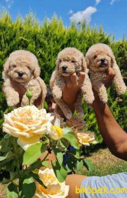 Toy Poudle Orjinal Yavrular Ailenizin Köpeği 4