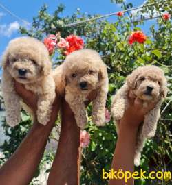 Toy Poudle Orjinal Yavrular Ailenizin Köpeği 3