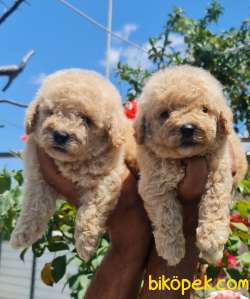 Toy Poudle Orjinal Yavrular Ailenizin Köpeği 2