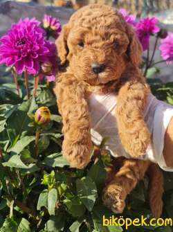 Toy Poudle Orjinal Yavrular Ailenizin Köpeği 1