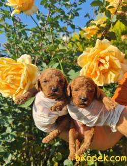 Toy Poudle Orjinal Yavrular Ailenizin Köpeği 3