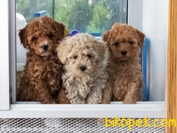 Toy Poodle Yavrular 1