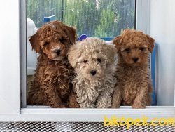 Toy Poodle Yavrular 3