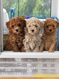 Toy Poodle Yavrular 2