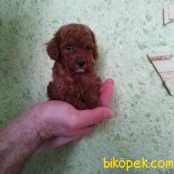 Toy Poodle Yavrular 4