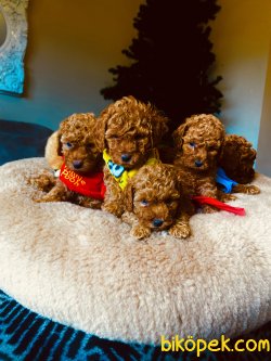 Toy Red ,aprcot  Ve Red Brown Poodle 3