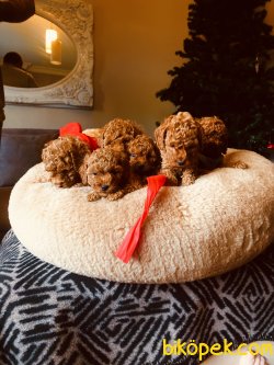 Toy Red ,aprcot  Ve Red Brown Poodle 1