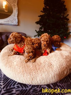 Toy Red ,aprcot  Ve Red Brown Poodle 2