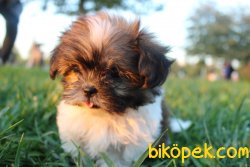 Toy Shih-tzu 3