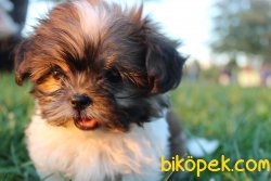 Toy Shih-tzu 1
