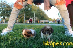 Toy Shih-tzu 2