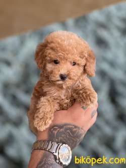 Toy Size Poodle 2