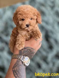 Toy Size Poodle 3