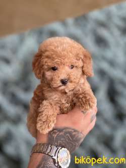Toy Size Poodle 1