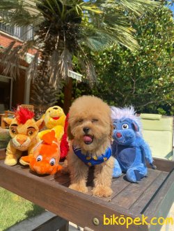 TOY SIZE RUSSIA URETIM POODLE BEBEKLER 3