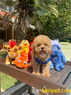 TOY SIZE RUSSIA URETIM POODLE BEBEKLER 1