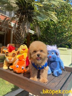 TOY SIZE RUSSIA URETIM POODLE BEBEKLER 2
