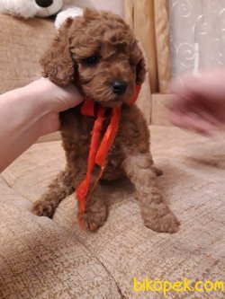 TOY SIZE RUSYA URETIM POODLE YAVRULARIMIZ 1