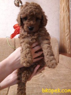 TOY SIZE RUSYA URETIM POODLE YAVRULARIMIZ 3
