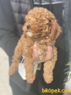 TOYPOODLE 1