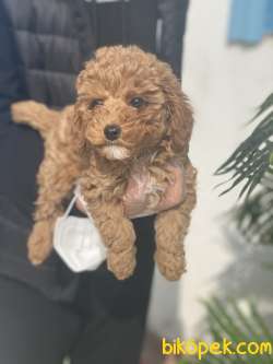 TOYPOODLE 2