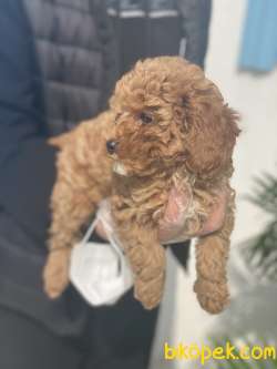 TOYPOODLE 3