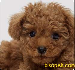 TOYPOODLE ORJİNAL IRK SAĞLIK GARANTİLİ 5