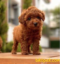 TOYPOODLE ORJİNAL IRK SAĞLIK GARANTİLİ 1