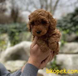 TOYPOODLE ORJİNAL IRK SAĞLIK GARANTİLİ 2