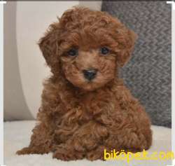 TOYPOODLE ORJİNAL IRK SAĞLIK GARANTİLİ 4