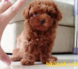TOYPOODLE ORJİNAL IRK SAĞLIK GARANTİLİ 3