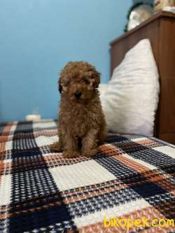 TOYPOODLE ORJİNAL IRK VE SAĞLIK GARANTİLİ VETERİNER DESTEĞİ 4