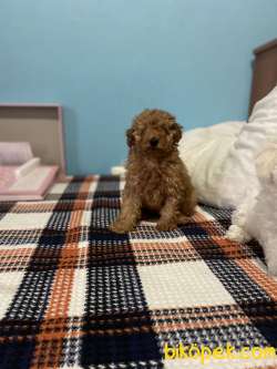 TOYPOODLE ORJİNAL IRK VE SAĞLIK GARANTİLİ VETERİNER DESTEĞİ 2