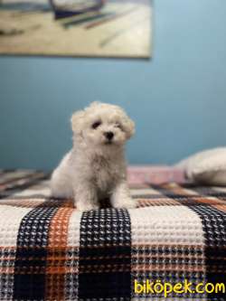 TOYPOODLE ORJİNAL IRK VE SAĞLIK GARANTİLİ VETERİNER DESTEĞİ 3
