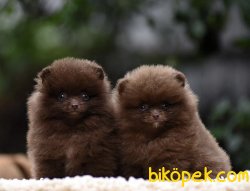 TR’de Daha İyisi Yok Brown Pomeranian Yavrularimiz 2
