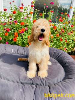 TR' DE NADİR GOLDENDOODLE YAVRUMUZ 4