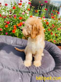 TR' DE NADİR GOLDENDOODLE YAVRUMUZ 3