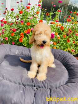 TR' DE NADİR GOLDENDOODLE YAVRUMUZ 2