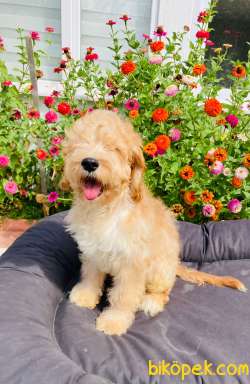 TR' DE NADİR GOLDENDOODLE YAVRUMUZ 1